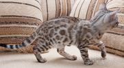 Bengal Cat silber